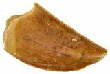 Serrated, Raptor Tooth - Real Dinosaur Tooth #269373-1